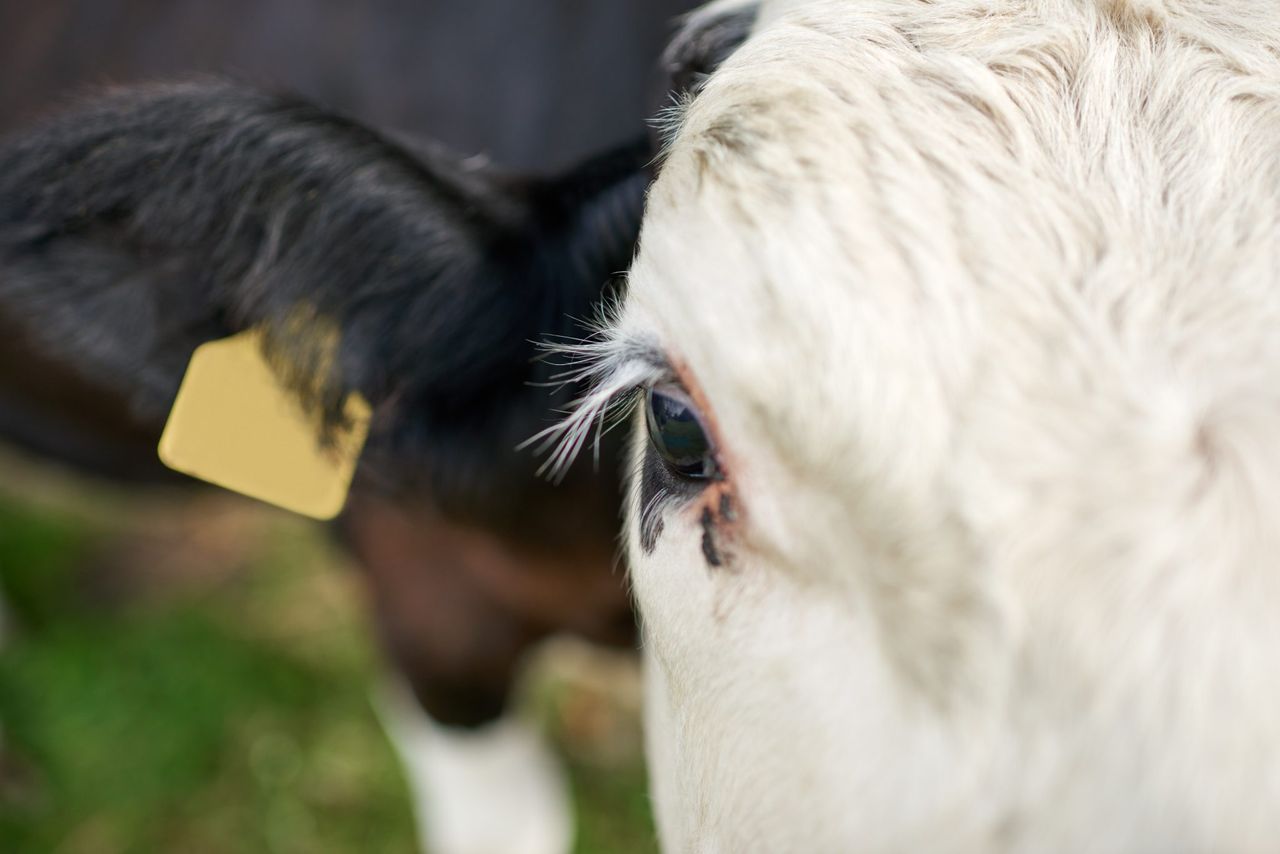 UFU: ‘No intention to cull animals’ at this time in relation to bluetongue