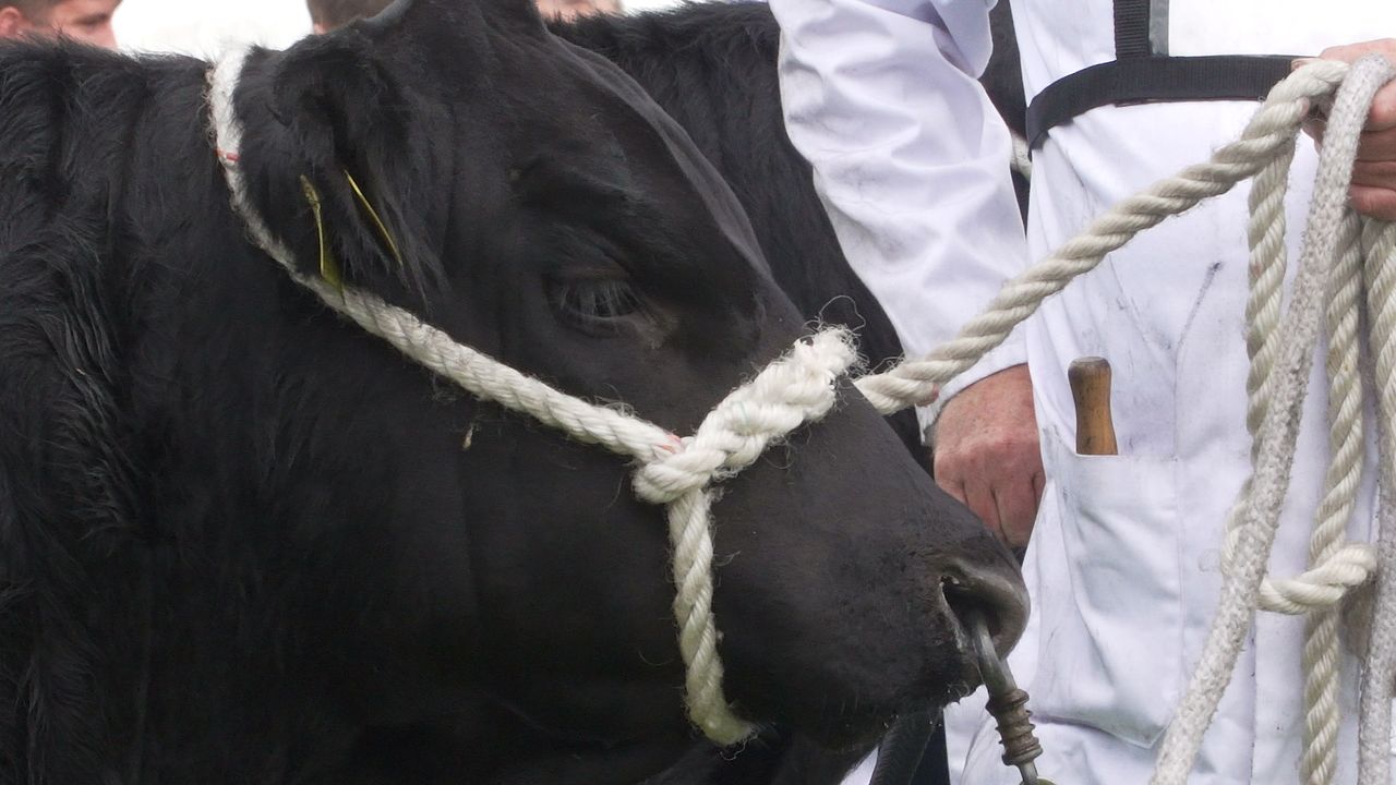 PM’s indoors events ban a ‘real blow’ for winter agricultural shows