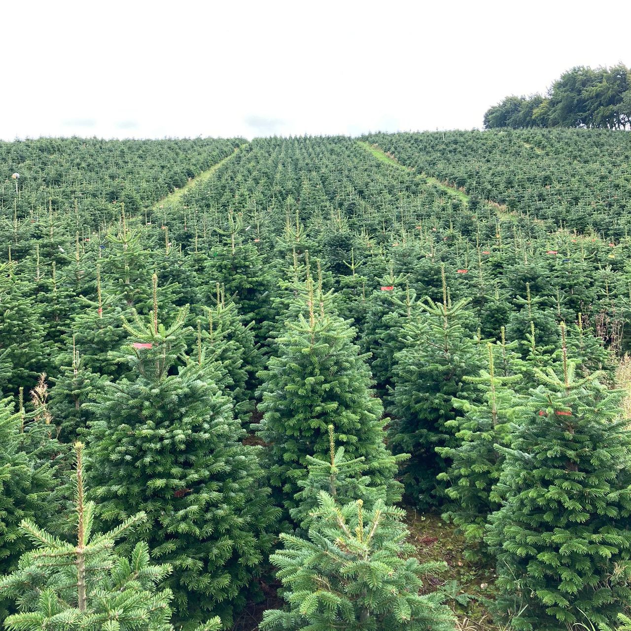Labour shortage: Will we have enough Xmas trees this year?