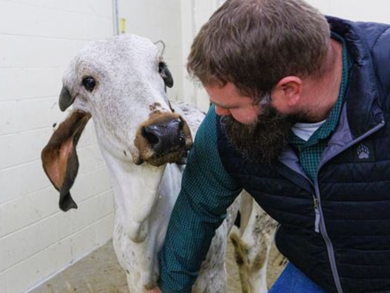 Scientists create calf with reduced susceptibility to BVDV
