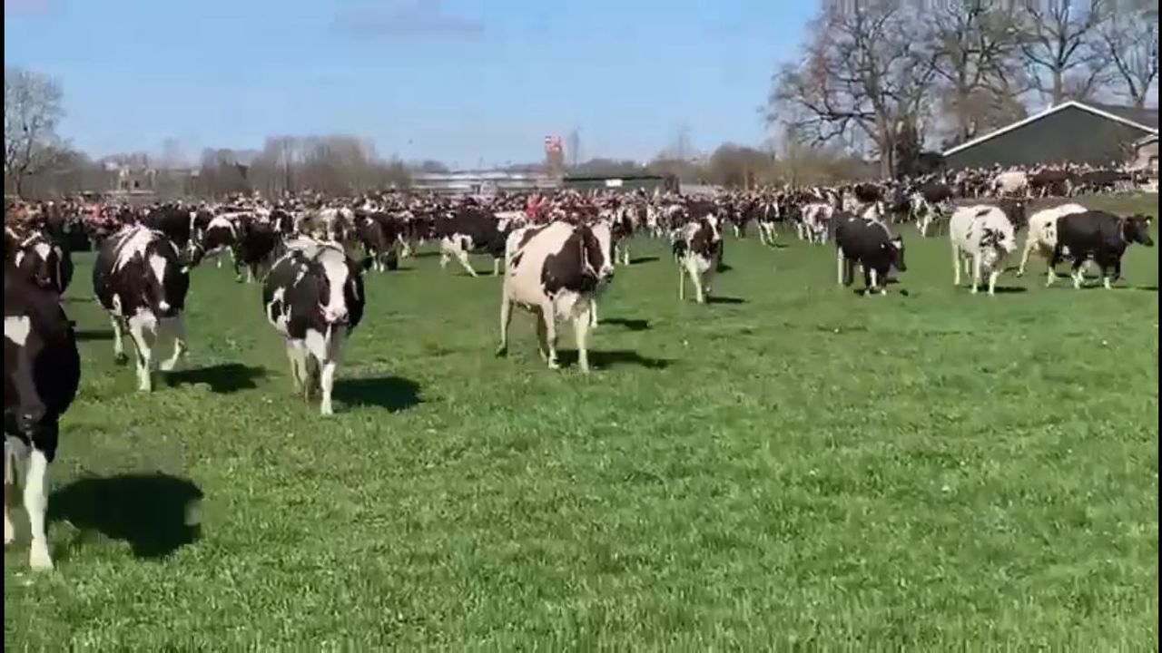 Watch: Cow dance ‘koeiendans’ marks springtime in Netherlands