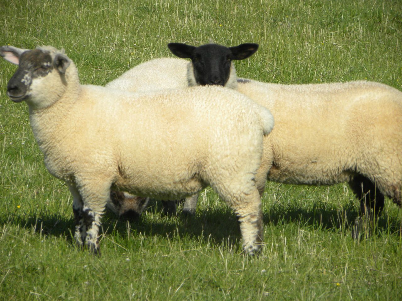 Irish sheep meat exports to the UK dropped in 2014