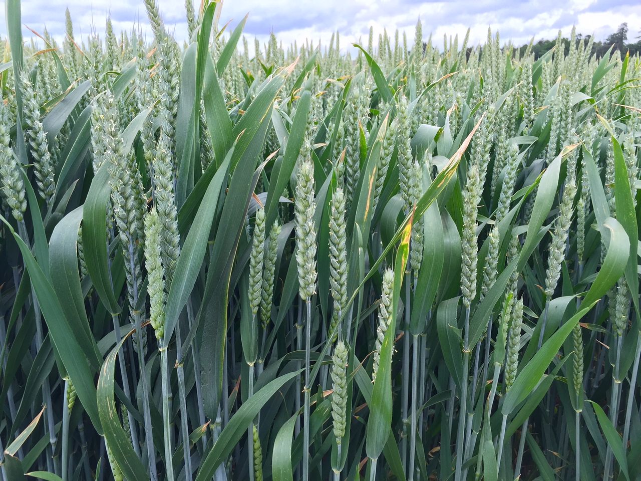 'Autumn-sown cereals in good condition, prior to first fertiliser application'