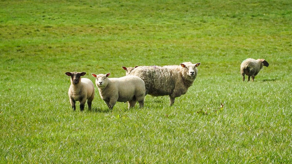 NSA urges dog walkers to be vigilant around livestock