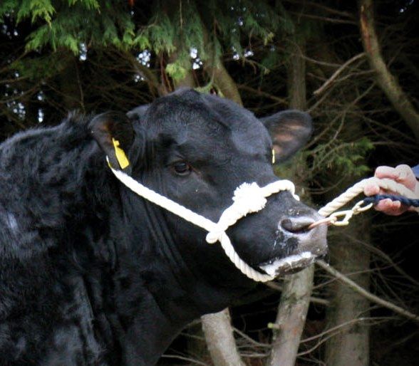 40 Angus bulls and heifers to go under the hammer at Gigginstown sale