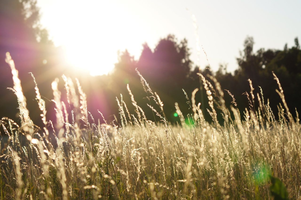 Interim chair appointed to nature conservation council