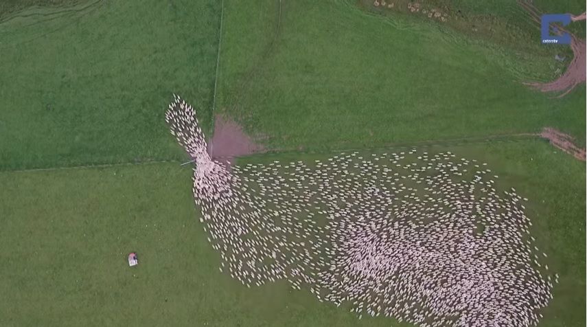Video: Great footage of sheep herding in New Zealand