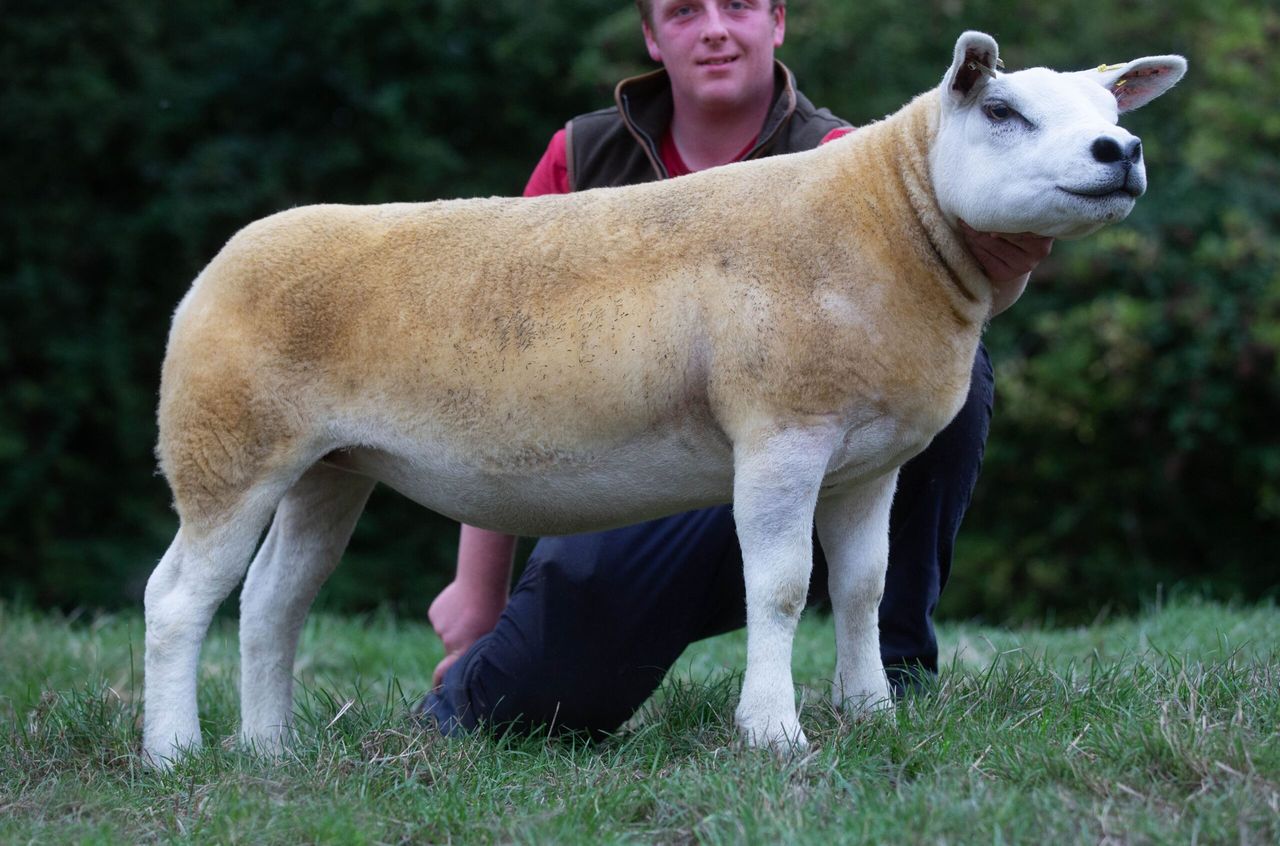 Record gimmer average at English National Texel Sale