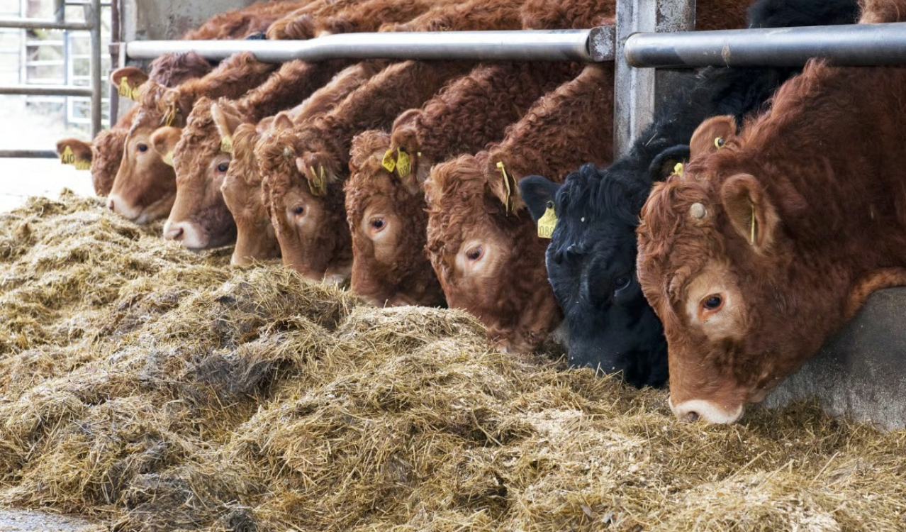 Managing replacement suckler heifers in lead-up to breeding