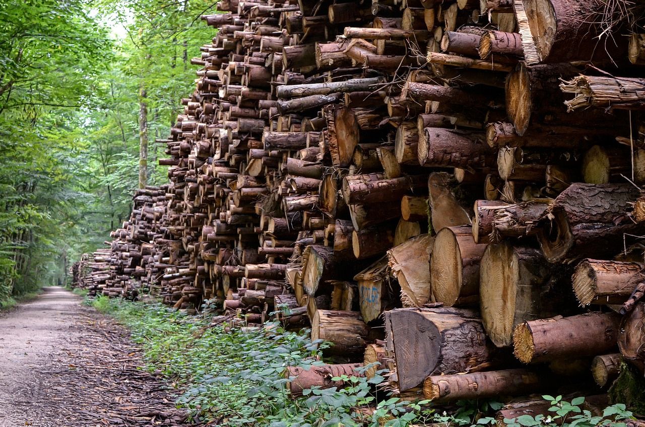FLS to carry out 'sustained period' of felling work across Tweed Valley