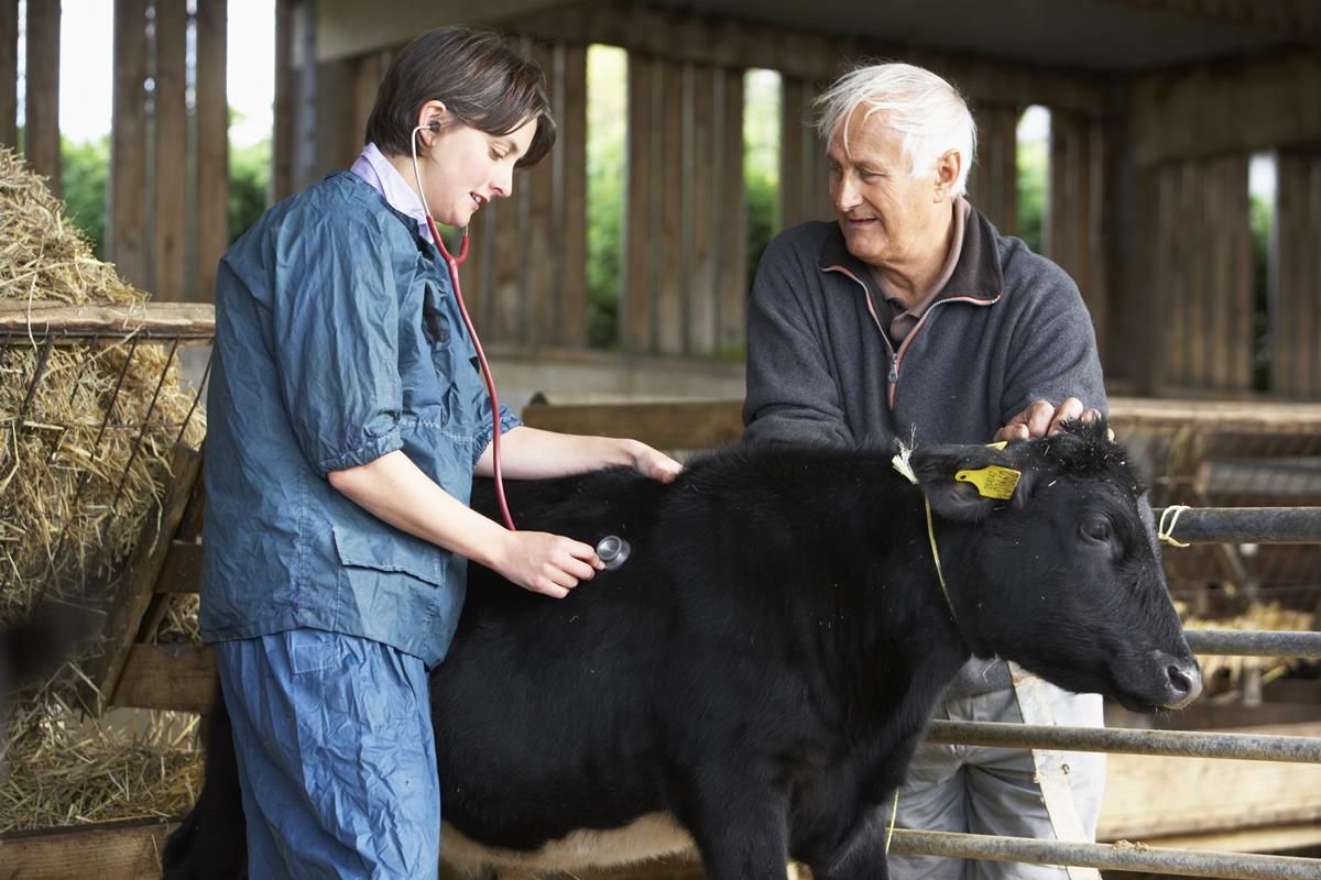 Could you be the next voice for the UK's veterinary profession?