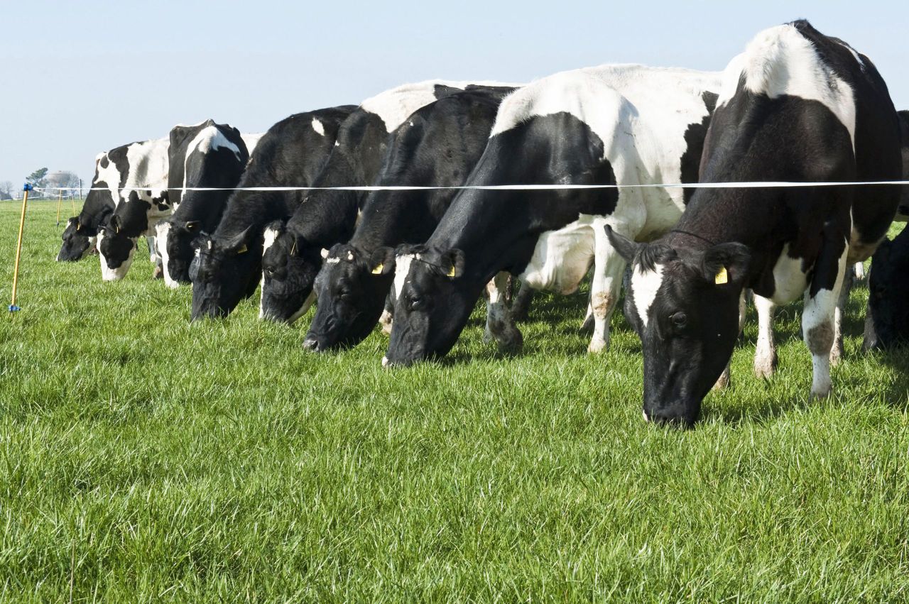 EU dairy exports grow despite Russian ban
