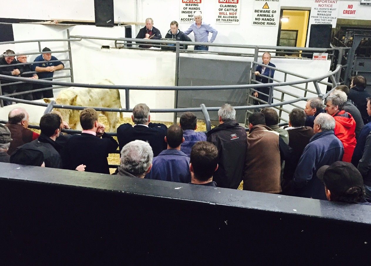 'Farmers have real fears around the lack of competition in beef processing'