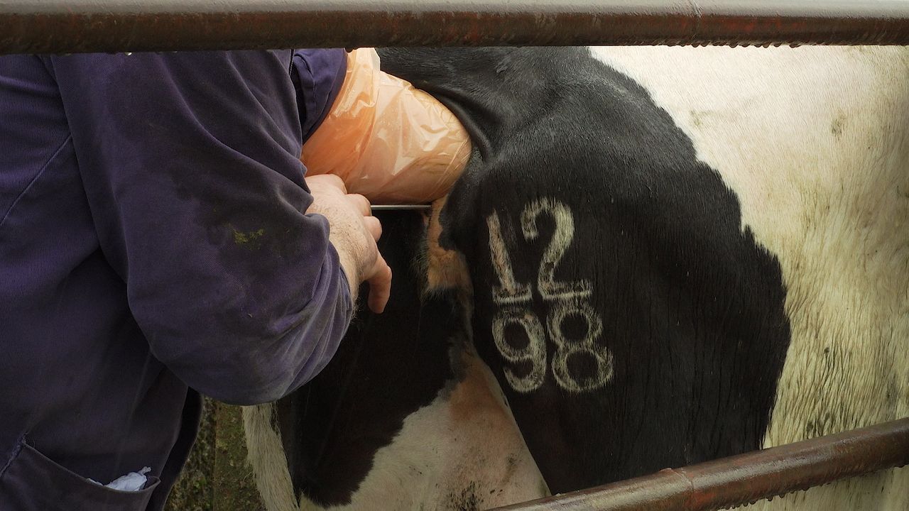 UK vets report steep increase in intimidation levels during Covid-19