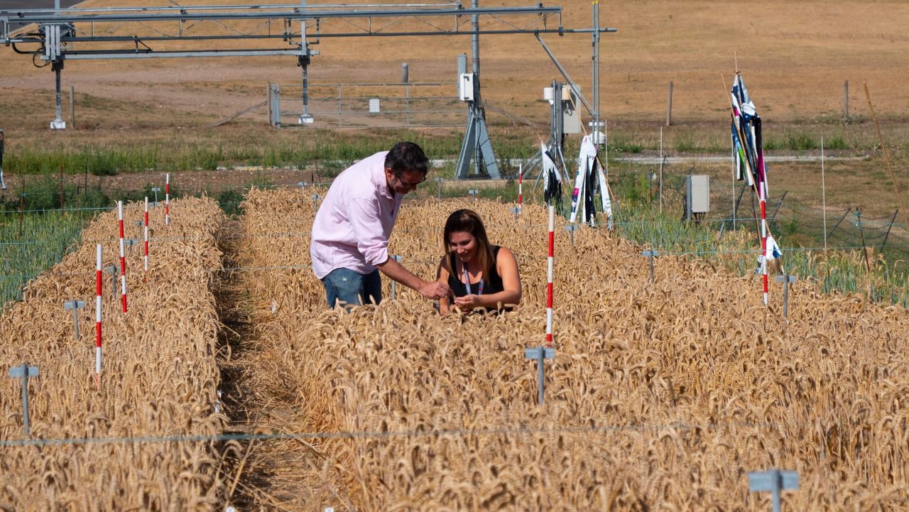 Groundbreaking research uncovers new wheat breeding tool