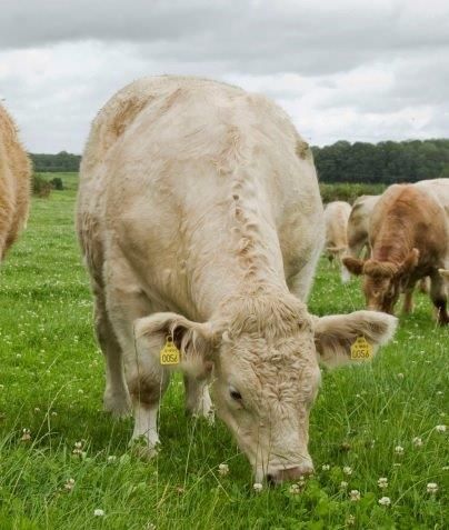 New bonus scheme for Charolais cull cows and heifers