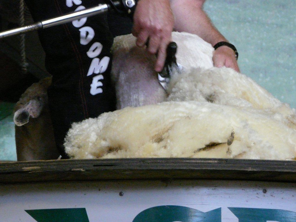 Staffordshire shearer breaks world record by 10 lambs