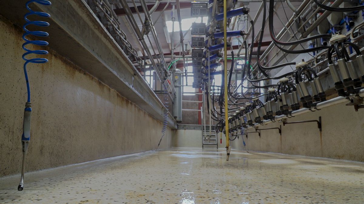 Research shows the effectiveness of selective dry cow therapy
