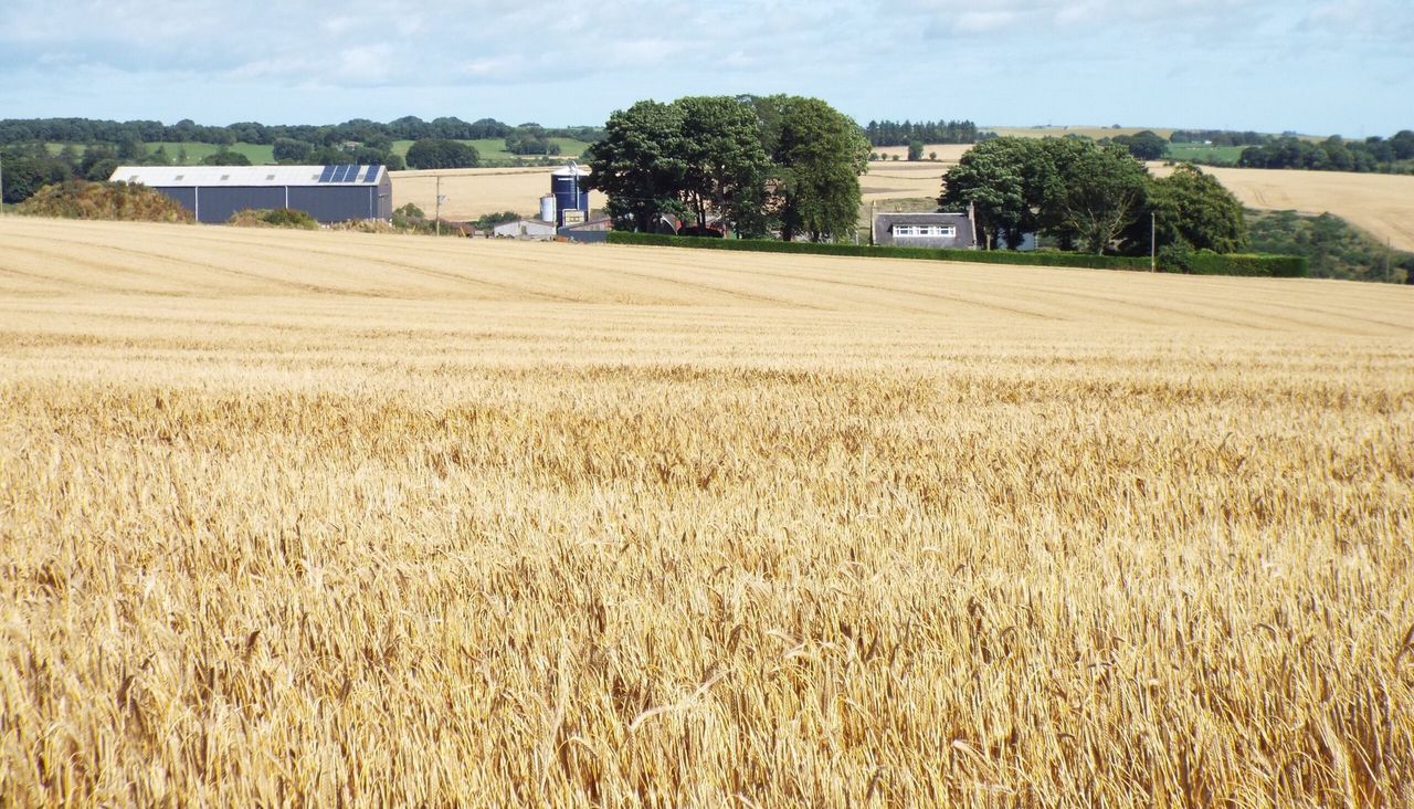407.96ac commercial farm for sale in 2 lots in well-known farming area