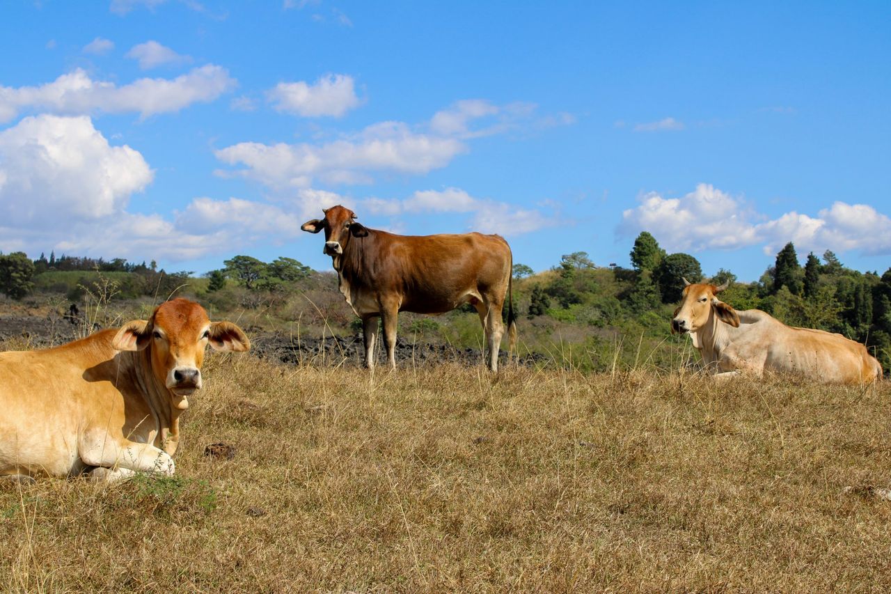 BSAS Conference: Brazil ‘not destroying forestry’ for agriculture