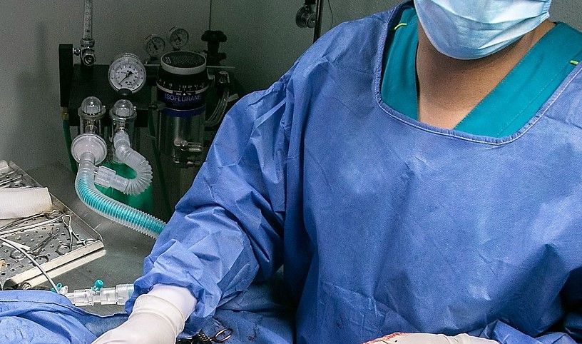 Professor David Argyle stands down from RCVS council after case against him closed