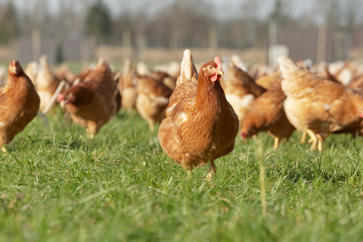 Protect people and poultry from red mite this summer