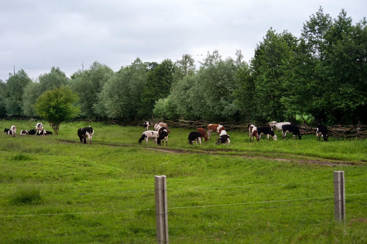 Are mineral deficiencies holding back your herd?