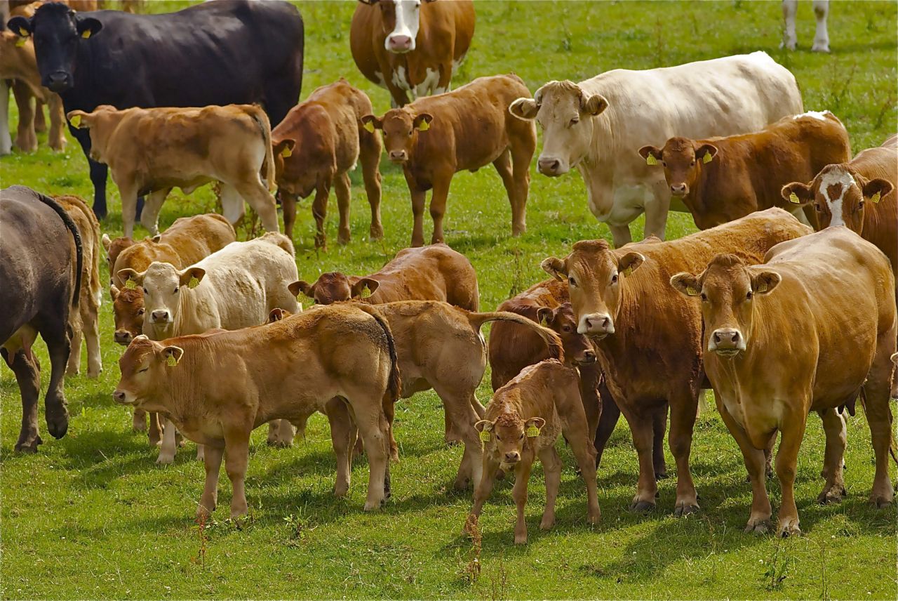 North's beef sired calf registrations up 10% (dairy registrations down 2.5%)