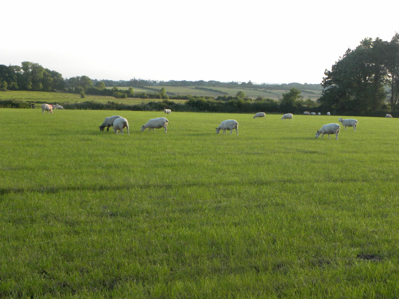 New Zealand lamb production up 1% on 2014, exports down 4%