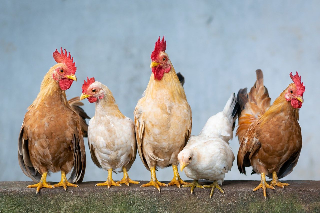 'Protecting bird health and welfare is our number 1 priority' - NFU