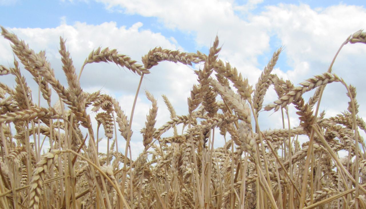 Bushels and tonnes…do you know how to convert?