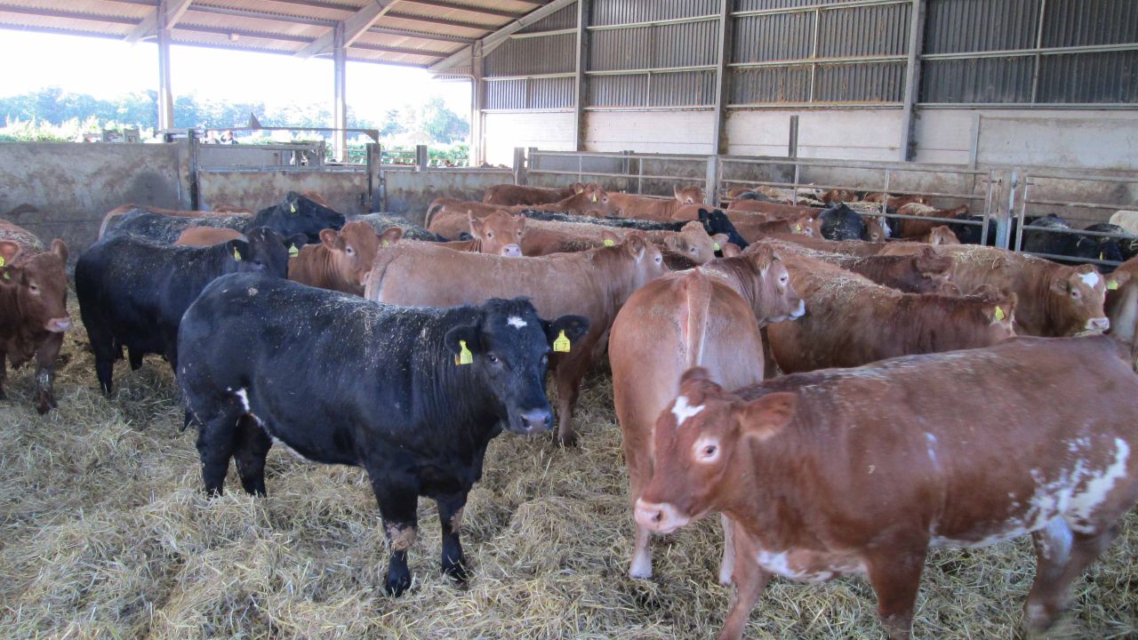 Silage quality is the key driver of performance for beef cattle