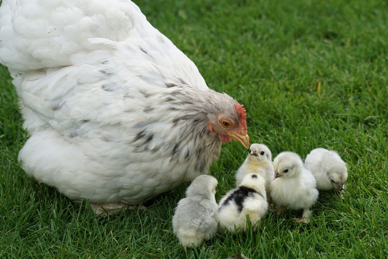 France to ban the crushing and gassing of male chicks from 2022