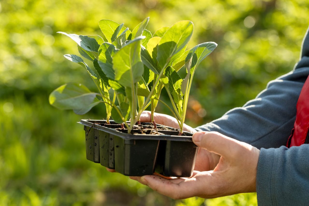 Groundbreaking seed germination model developed at Rothamsted