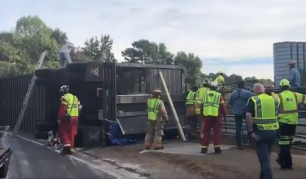 Cattle chaos: Livestock lorry overturns on US interstate