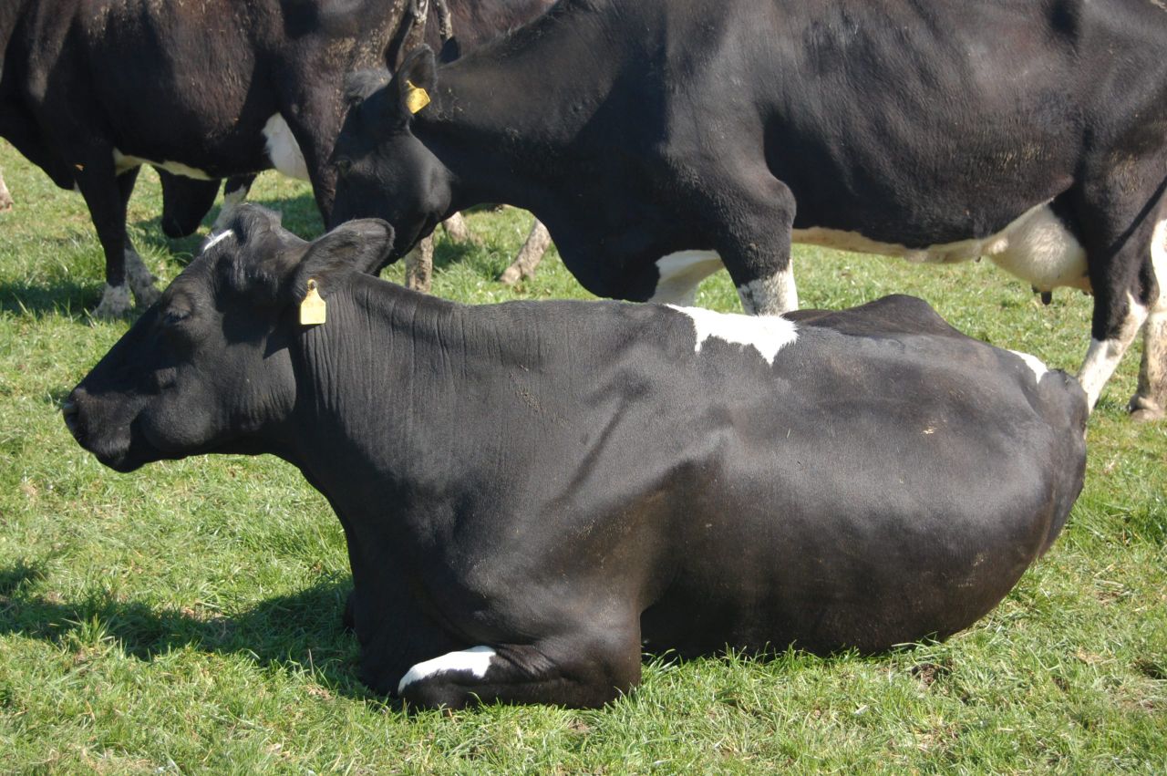 How to manage high-yielding dairy cows at grass