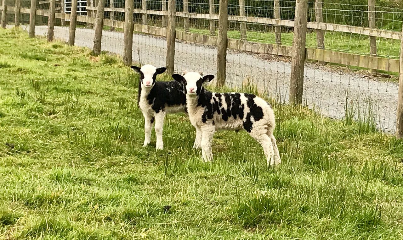 Dog attacks leave Anglesey farm ‘hanging in the balance’