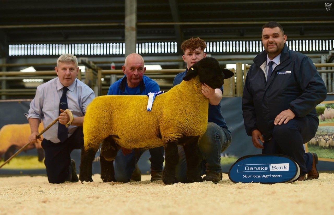 Video: Reserve champion hits 10,000gns at Suffolk premier sale in NI