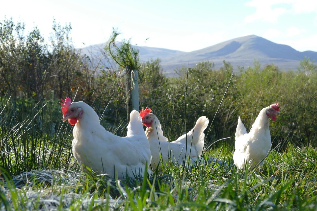 UK supermarket switches to white eggs to ‘lower carbon footprint’