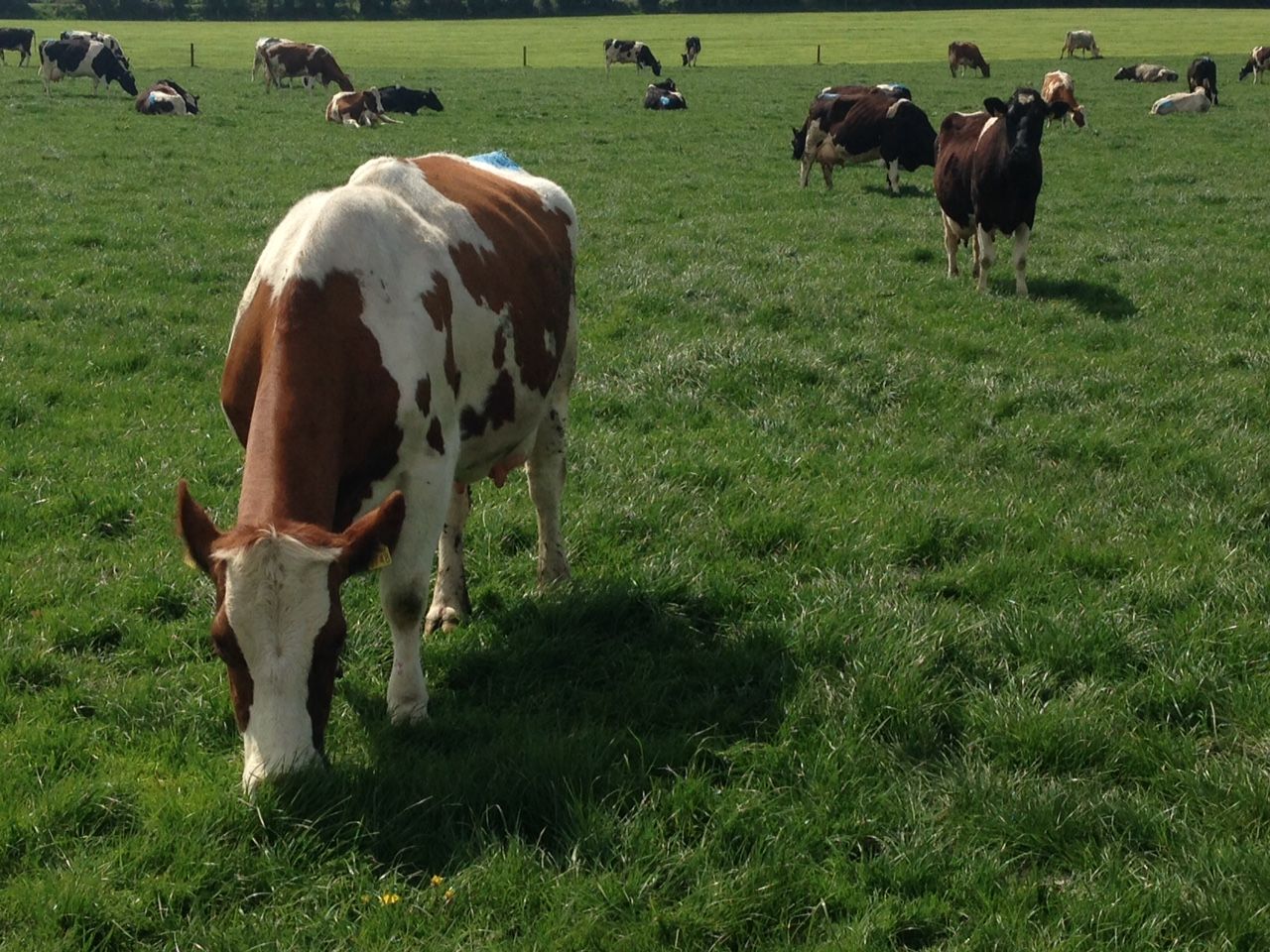 Cold and wet weather takes its toll on breeding and grass growth