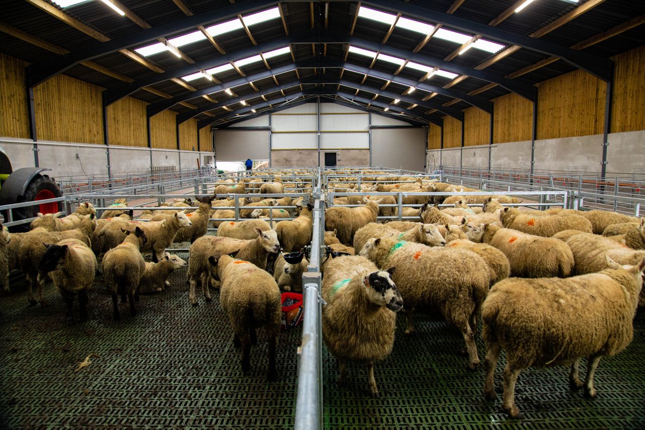 Buildings Focus: A brand new slatted unit for a 300-ewe flock in Co. Tyrone