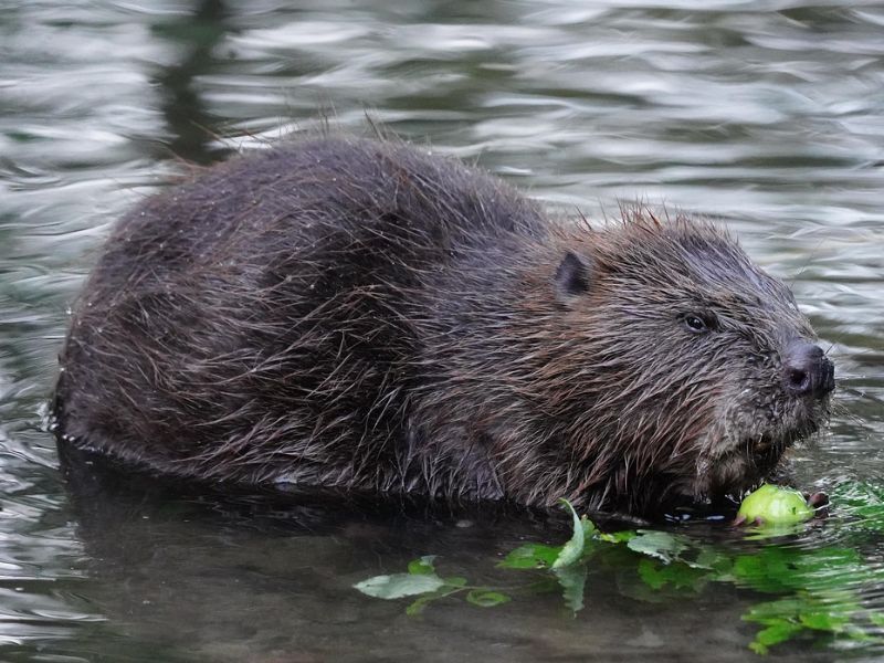 Wild beavers reintroduced to England