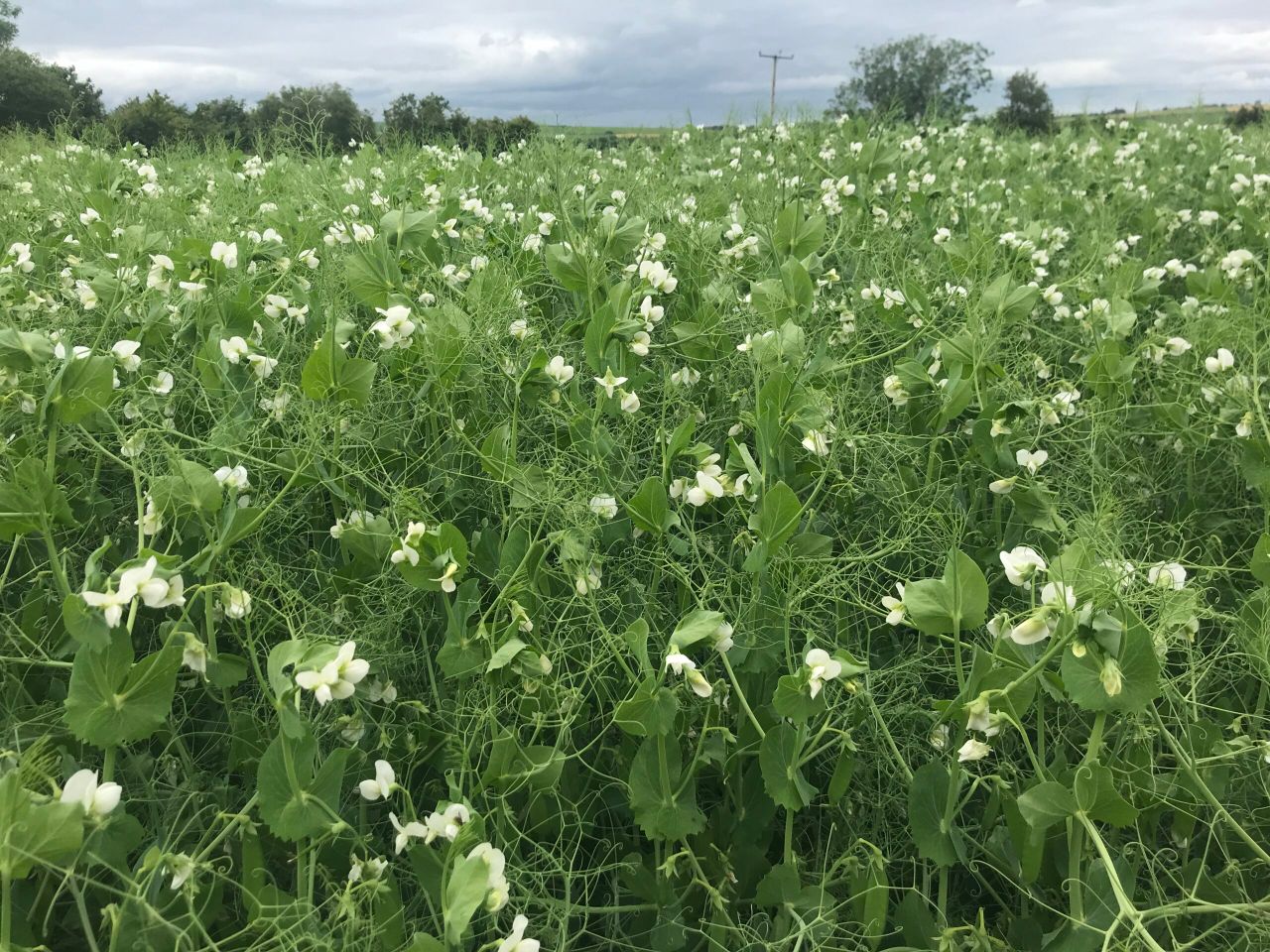 DAERA to launch pilot payment scheme for protein crops
