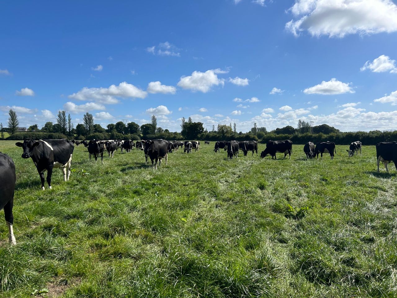 Limiting the drop in milk fat content during late spring