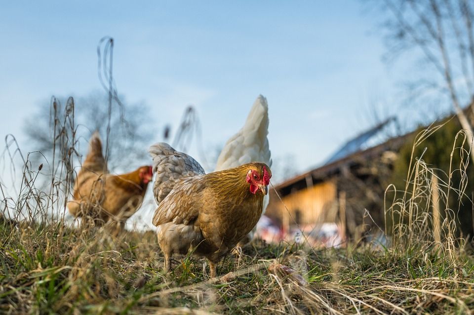 RSPCA survey reveals 87% of people value hen welfare