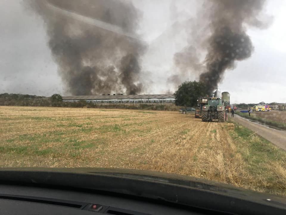 Pigs killed in Oxfordshire fire