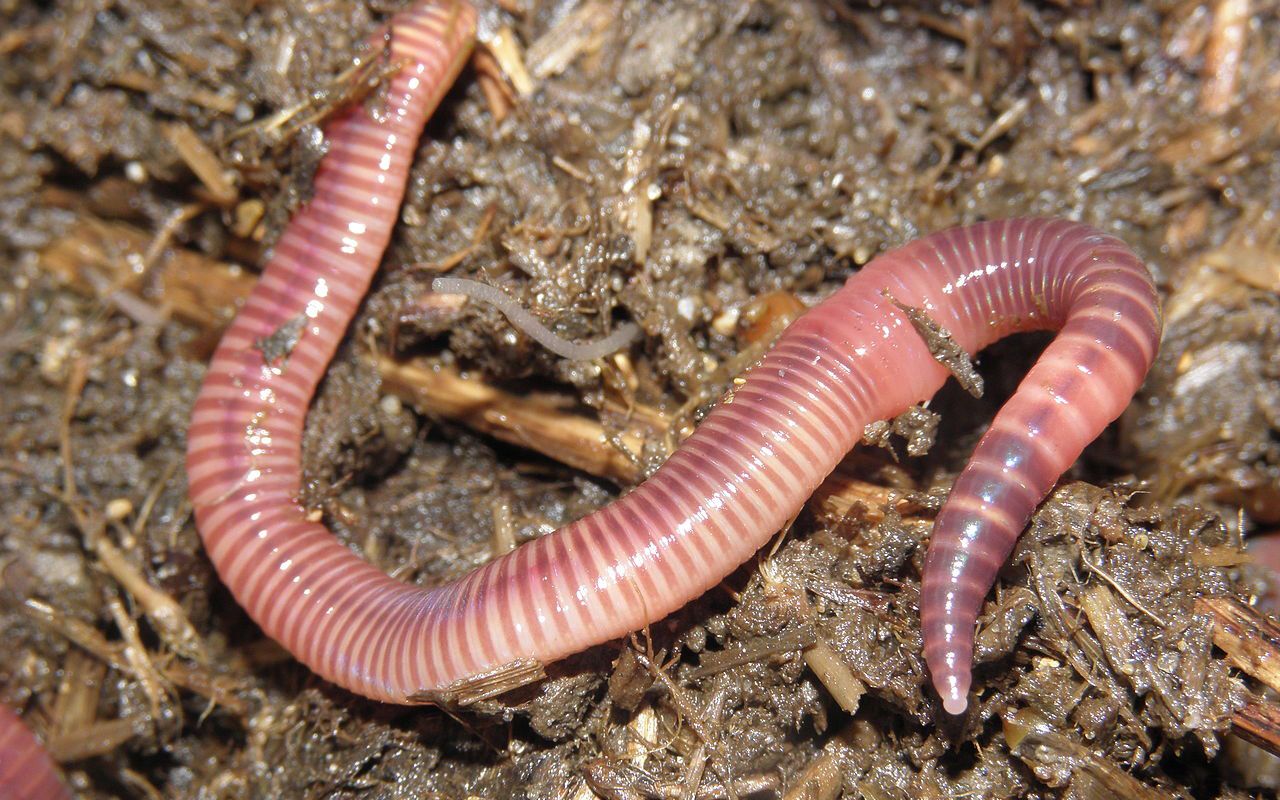 Study simplifies method for analysis of soil carbon