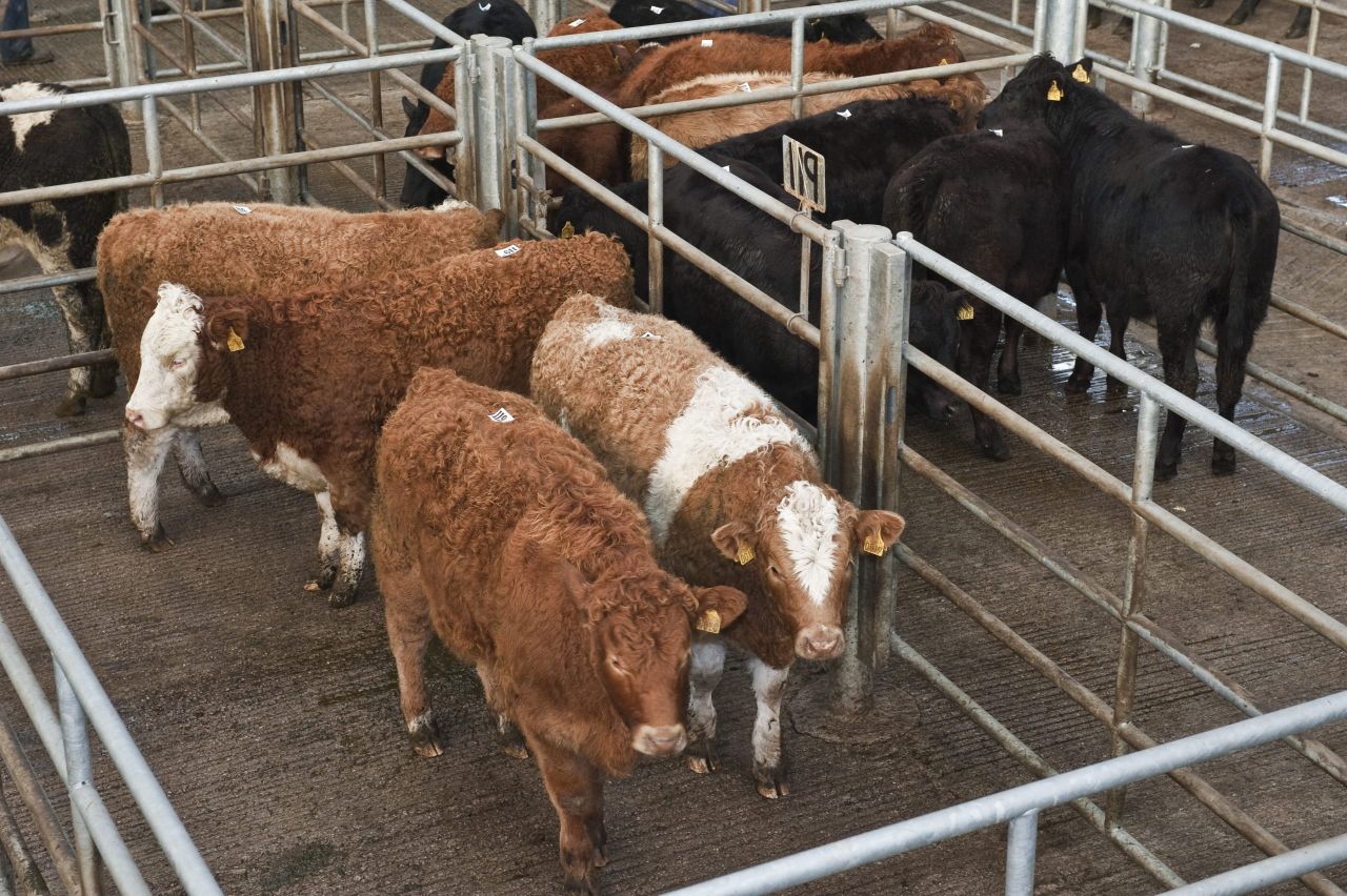 UK fears poor Irish beef prices could impact British market