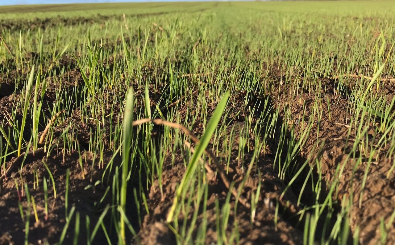 Added reasons to not rush into winter cereal drilling this year