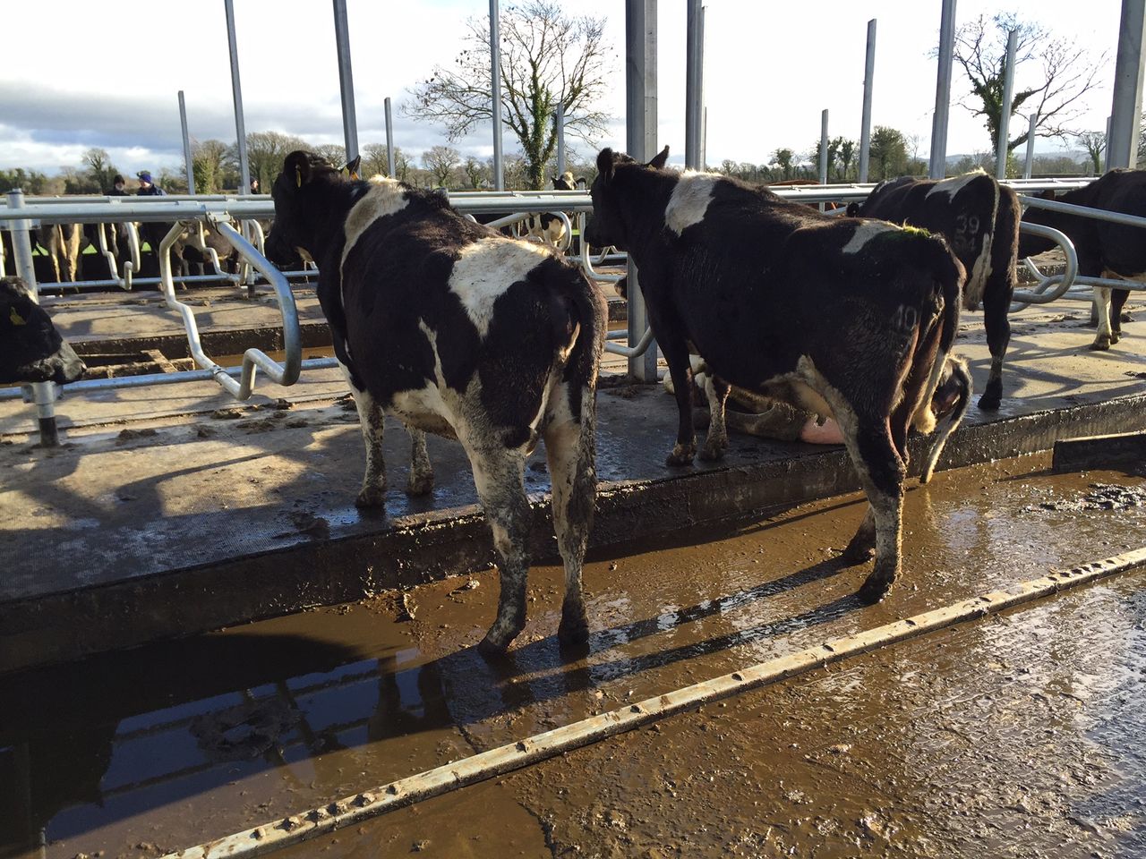 Controlling heifer mastitis on dairy farms